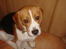 beagle
